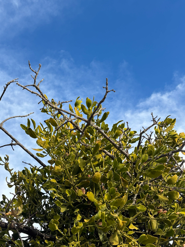 iNaturalist observation photo of oak mistletoe
