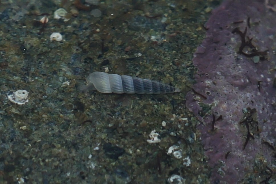 Turbonilla kelseyi