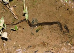 Helicops infrataeniatus