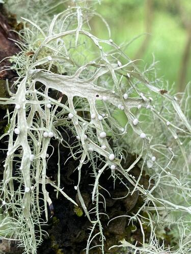 Ramalina exiguella in life