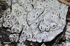 Pertusaria pustulata