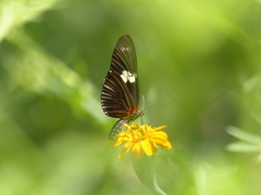 Heliconius doris viridis