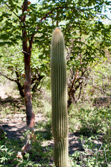 Vatricania guentheri