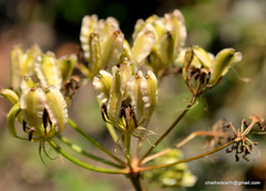 Angelica glauca