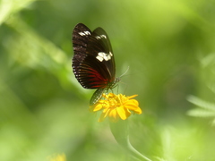 Heliconius doris viridis