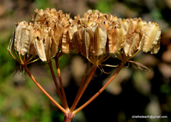 Angelica glauca