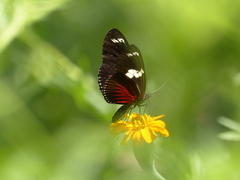 Heliconius doris viridis