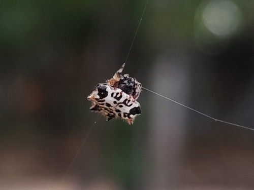 Black-and-white Spiny Spider