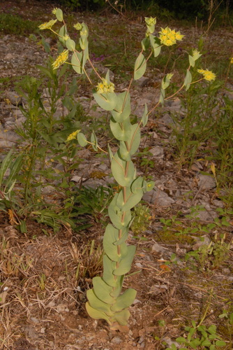 Hare's Ear (Bupleurum rotundifolium)
