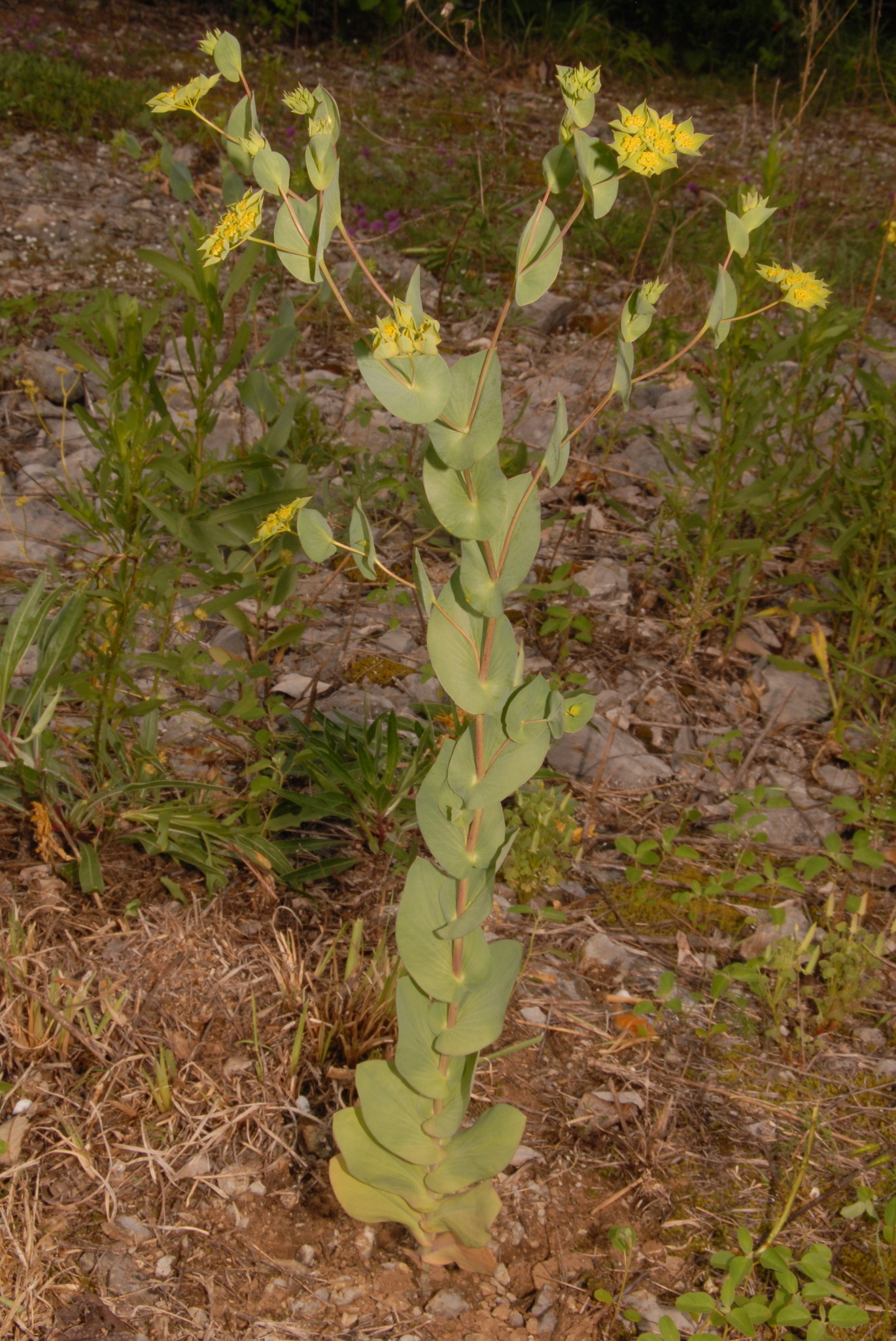 Hare's Ear (Bupleurum rotundifolium)