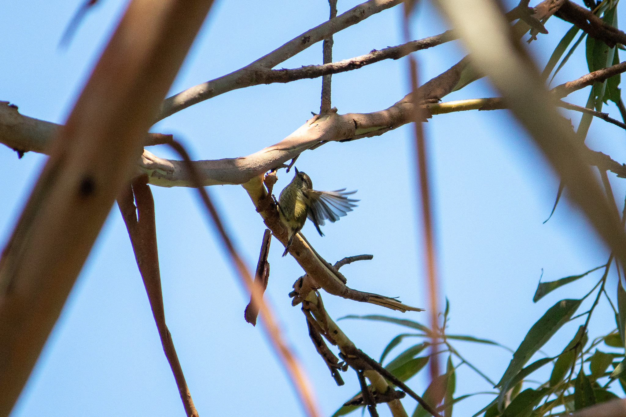 Acanthiza lineata Gould, 1838