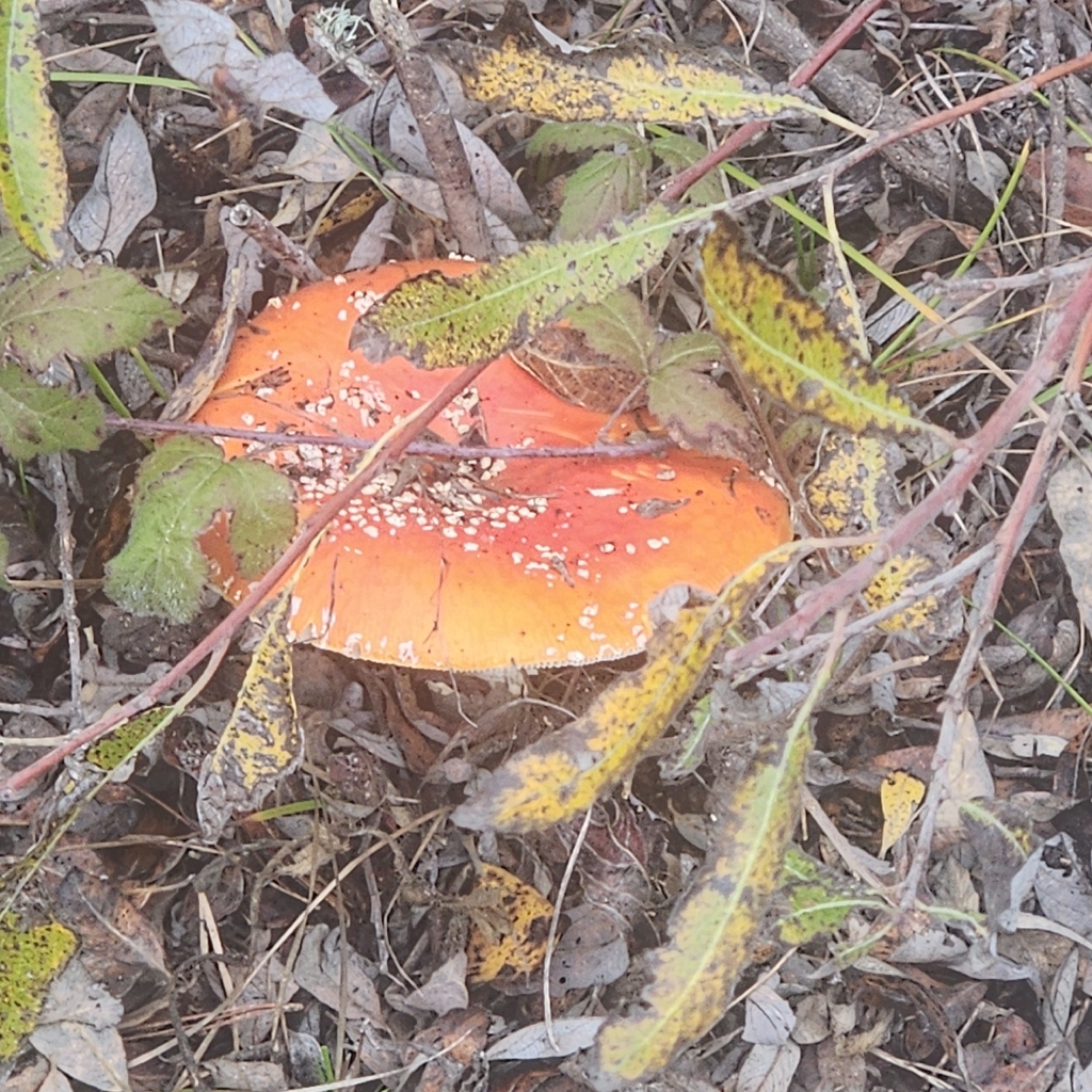 Amanita muscaria flavivolvata · December 2025 · photo: © tomzuckerscharff (iNaturalist, cc0)