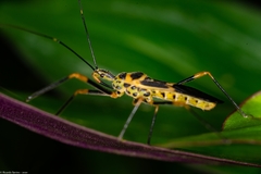 Zelus armillatus