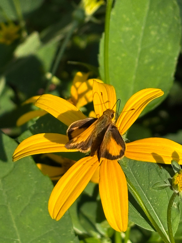 iNaturalist observation photo of Zabulon Skipper