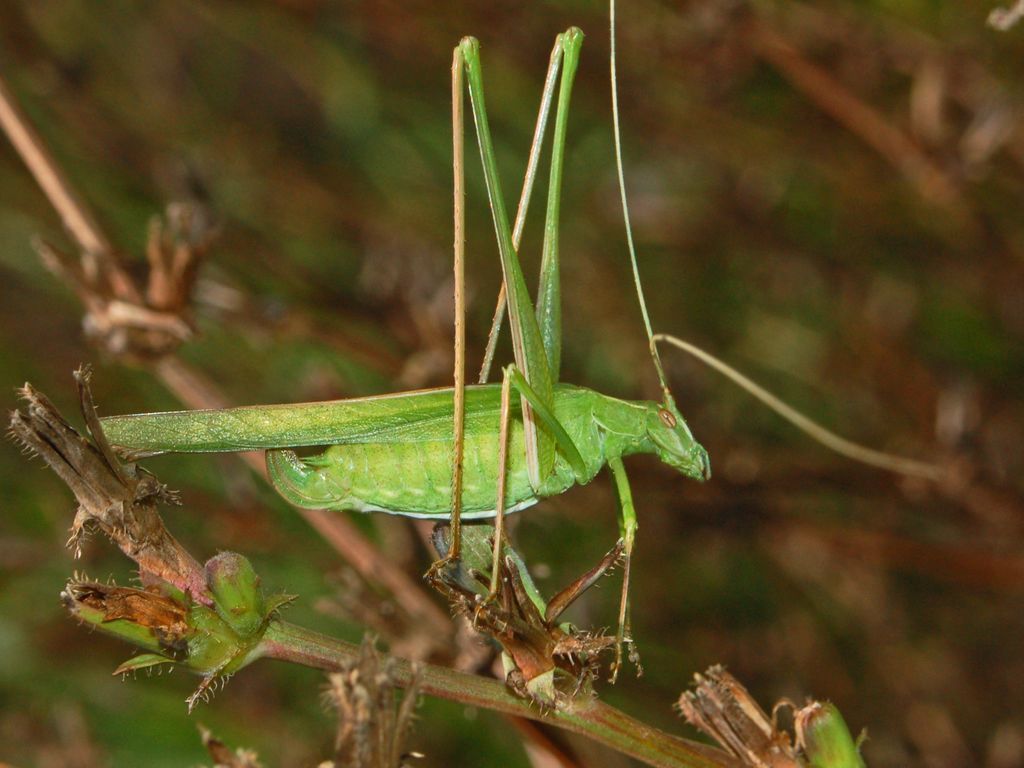 Lily Bush-cricket