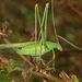 Lily Bush-Cricket - Photo (c) Hectonichus, some rights reserved (CC BY-SA)
