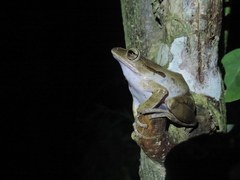 Polypedates iskandari