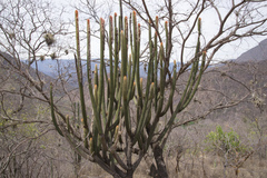 Vatricania guentheri