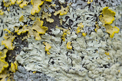 Parmeliopsis ambigua