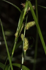 Carex goyenii