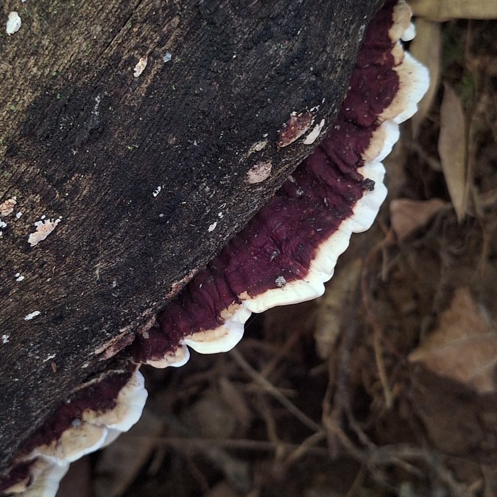 Earliella scabrosa · December 2025 · photo: © deniszabin (iNaturalist, cc-by)