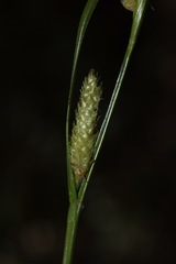 Carex goyenii