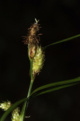 Carex goyenii
