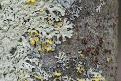 Parmeliopsis ambigua