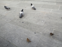 Columba livia domestica