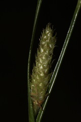 Carex goyenii