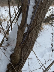 Acer negundo violaceum