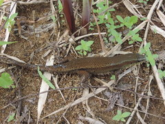 Eutropis rudis
