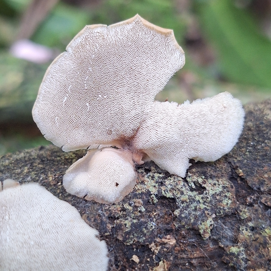 Auriscalpium villipes · December 2025 · photo: © deniszabin (iNaturalist, cc-by)