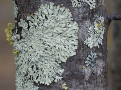 Parmeliopsis ambigua