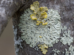 Parmeliopsis ambigua