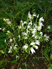 Triphora trianthophoros trianthophoros