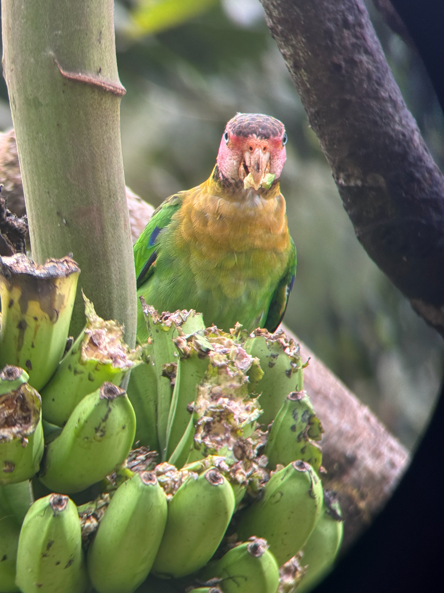 Rose-faced Parrot illustration
