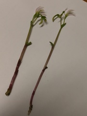 Triphora trianthophoros trianthophoros