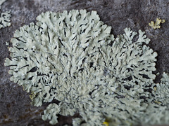 Parmeliopsis ambigua