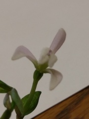 Triphora trianthophoros trianthophoros