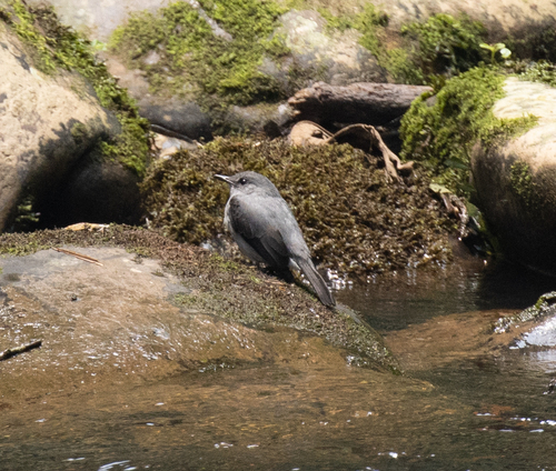 Cassin's Flycatcher (Muscicapa cassini), photo 6