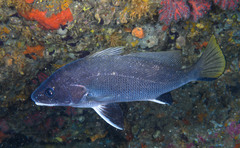 Sciaena umbra