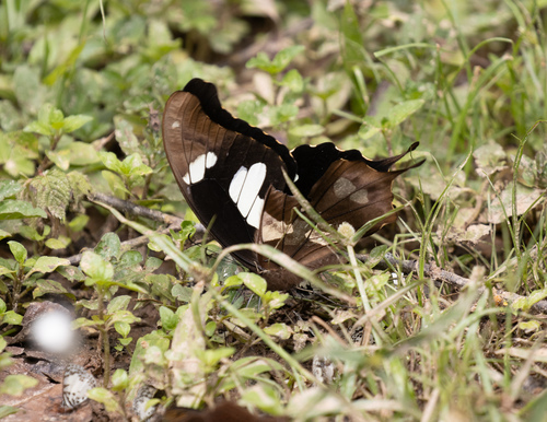 Black and Yellow Swallowtail