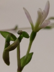 Triphora trianthophoros trianthophoros