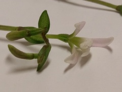 Triphora trianthophoros trianthophoros