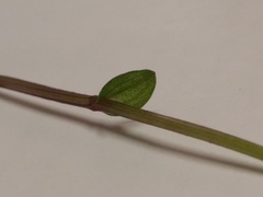 Triphora trianthophoros trianthophoros