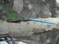 Emoia caeruleocauda