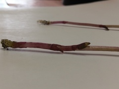 Triphora trianthophoros trianthophoros