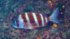 Diplodus cervinus