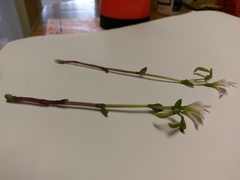 Triphora trianthophoros trianthophoros